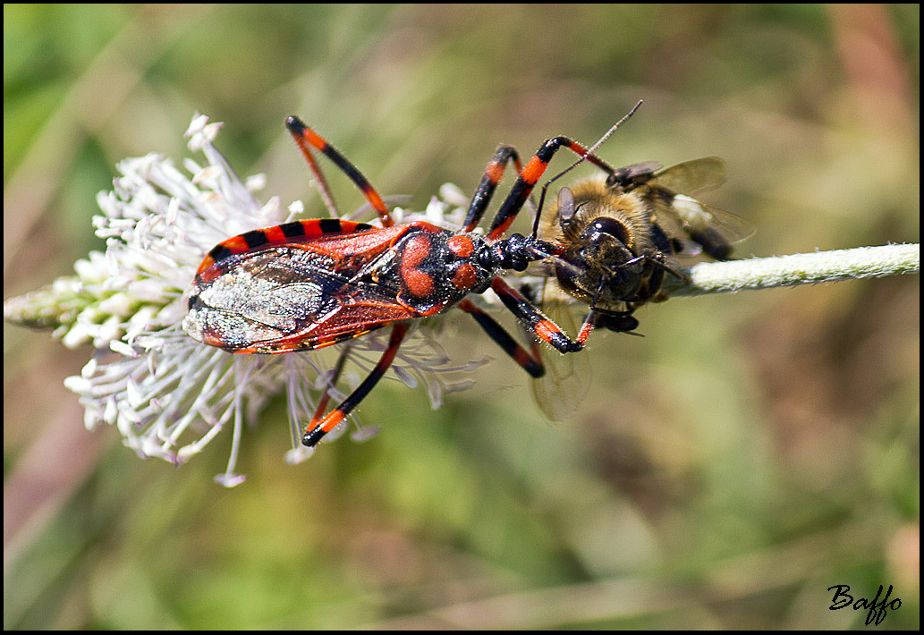 Rhinocoris iracundus?